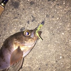 渋いメバル釣行